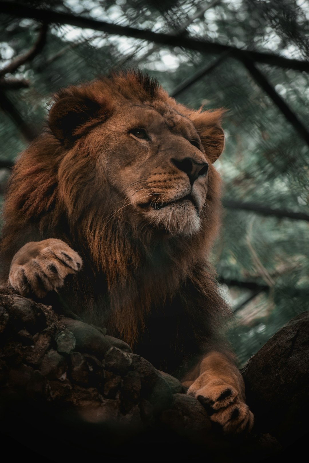 Dramatic Portrait